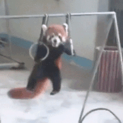 【動画】吊り輪にぶら下がって懸垂しまくるレッサーパンダが超絶可愛い！