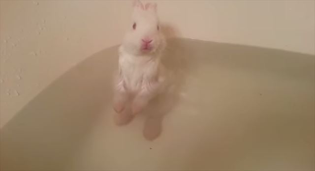 【動画】「はぁ～えぇ湯やわぁ～」お風呂に入る赤ちゃん白ウサギが可愛すぎると話題