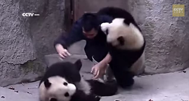 【動画】どうしても薬を飲みたくないパンダ vs 飼育員の様子がグダグダすぎて可愛いｗｗｗ