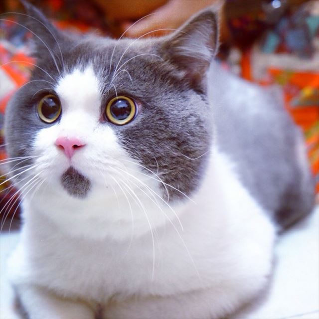 「わっ！ビックリした！」常にビックリした顔をしている猫「Banye」が可愛い！