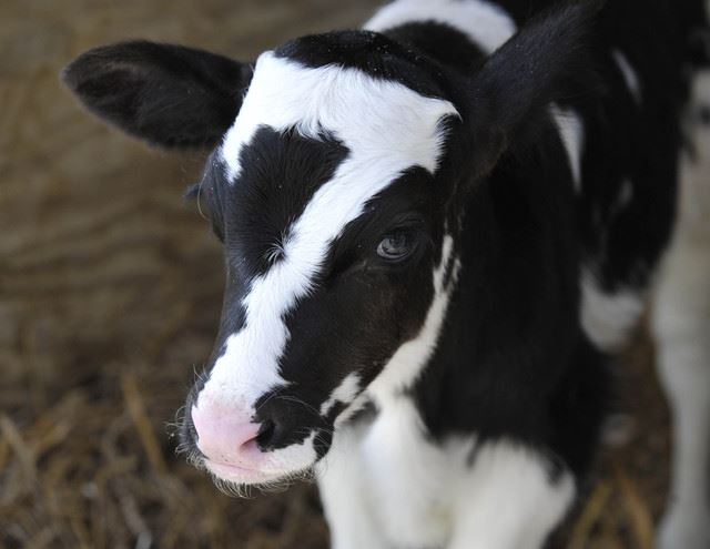 アメリカで産まれた額にラッキーセブンを持つ幸運の牛「ベン」が話題
