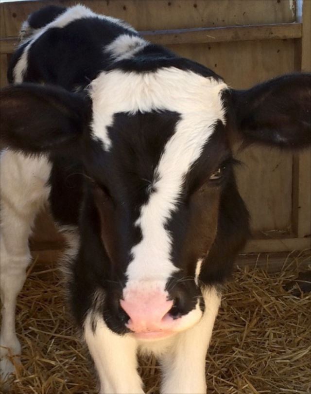 アメリカで産まれた額にラッキーセブンを持つ幸運の牛「ベン」が話題