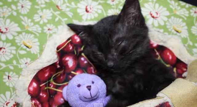 【動画】天使過ぎる・・・！チェリーパイ型のベットの中でテディベアを抱きしめながら寝る猫