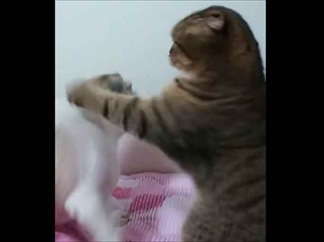 【動画】シーズー犬の左右の揺さぶりに華麗に猫ビンタをお見舞いする猫