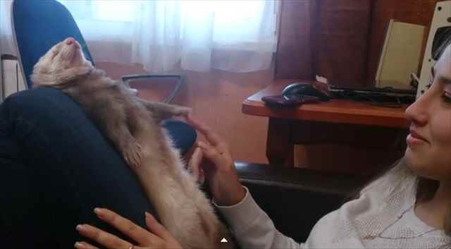 【動画】女の子の膝の間で熟睡するフェレットが超絶可愛い！