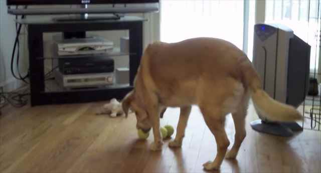 【動画】思わず噴いたｗｗｗテニスボールを3つ使って”ある特技”を披露する犬