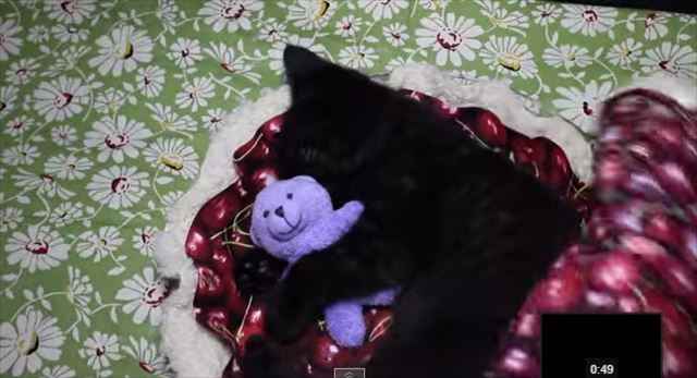 【動画】天使過ぎる・・・！チェリーパイ型のベットの中でテディベアを抱きしめながら寝る猫