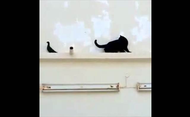 【動画】猫を翻弄する超賢い鳩が凄い！まるでトムとジェリーのやりとりみたいｗ
