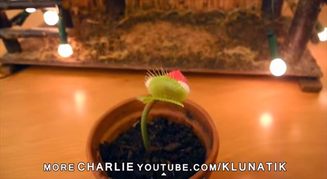 【動画】この発想は無かった！食虫植物を利用したサンタの作り方