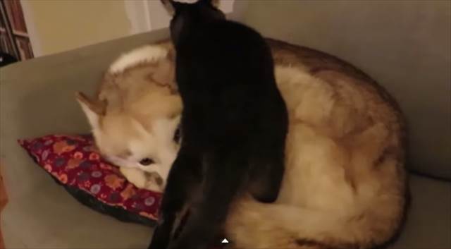 【動画】それオフトゥンちゃう！犬のことを暖房器具と勘違いしている猫