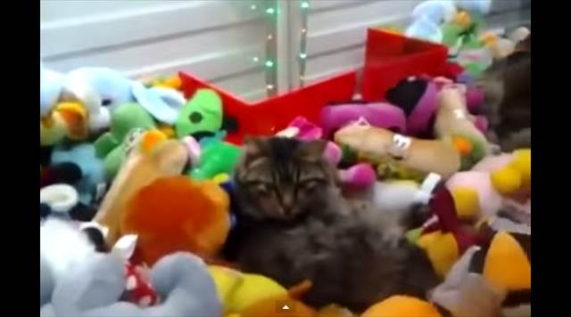 【動画】海外でUFOキャッチャーの中に猫が寝ていると話題に、釣り上げようと試みるも・・・