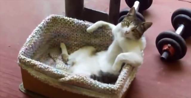 【動画】まるでおっさんの入浴シーン！超リラックス状態でカゴに入っている猫が話題に