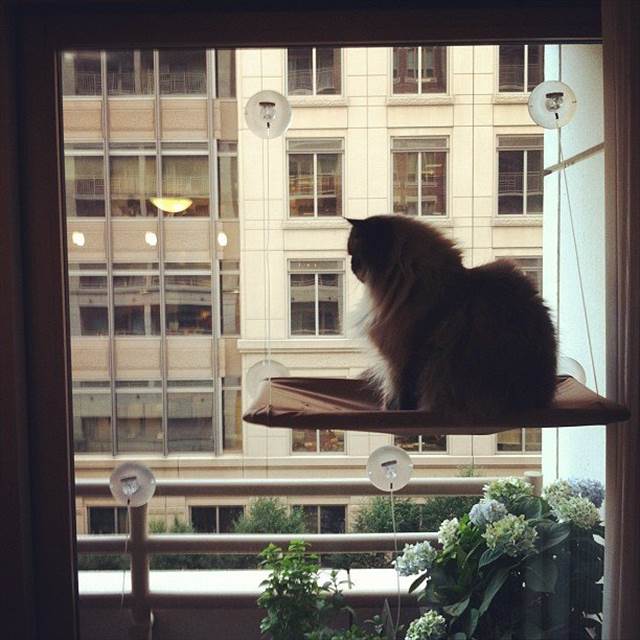 窓に猫用のお昼寝スポットを作る素敵なグッズ『Cat Window Perch』が欲しい！