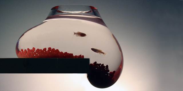 ニュルッ・・・と零れ落ちそうなギリギリ感が楽しい金魚鉢『Bubble Tank』