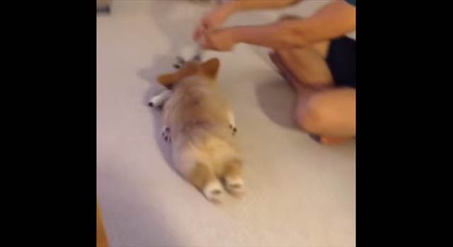 【萌死注意】可愛いコーギー犬が床で引きずり回されている映像が話題に