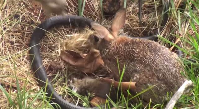母は強し！ヘビに捕まった赤ちゃんウサギを救う母ウサギの姿に胸を打たれた！