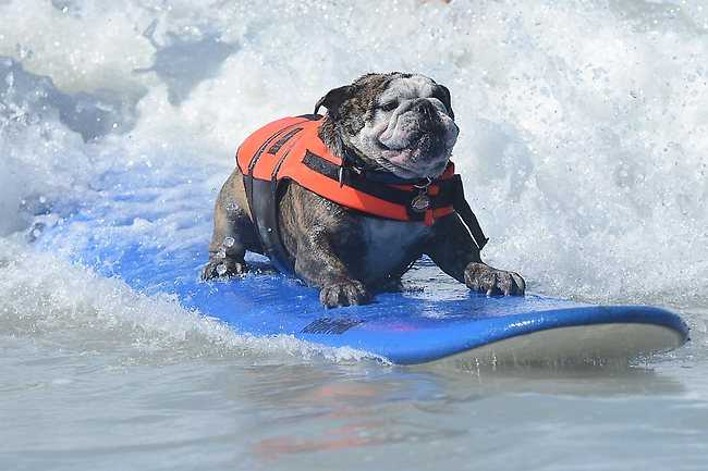 犬のサーフィン大会「サーフシティ·サーフドッグコンテスト」