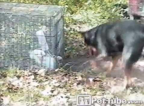 【動画】ウサギ「HELP！！」犬「絶対に死なせやしない！！」