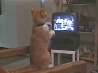 【動画】ボクシングの試合を見ながら猫パンチの練習をする猫がカワイイｗｗｗ