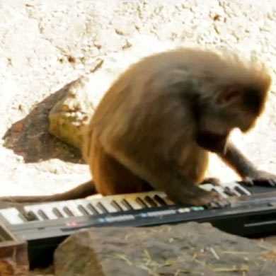 【動画】6種類の猿にシンセサイザーを演奏させてみたら？