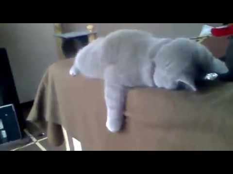 【動画】完全に熟睡する猫の可愛すぎる動画まとめ