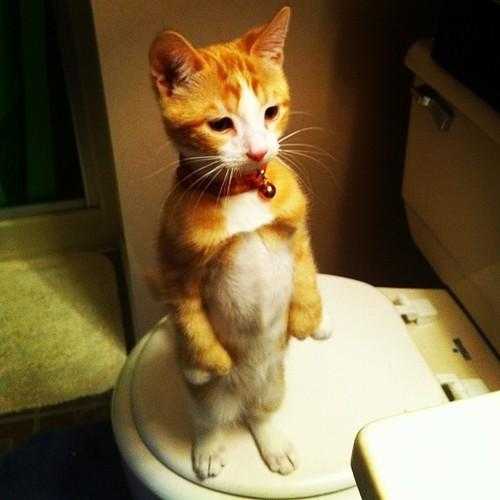 「トイレの中で猫が立ってた・・・」とTwitterで話題