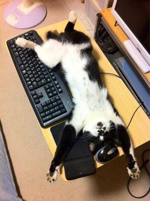 全力でパソコンを使わせない攻撃をする猫がTwitterで話題