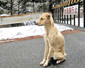 長野県飯田市上飯田の大平街道で飼い主をじっと待つ犬の写真がTwitterで話題、地元の新聞にも掲載。