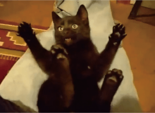 【萌死注意】黒猫が「こちょこちょこちょ～･･･ばぁ～～～」ってなる動画