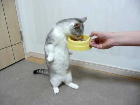 【動画】物凄く立ち食いする猫
