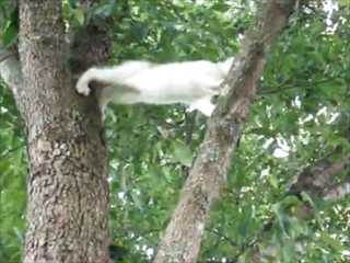 【動画】今助けるからねー！！木から降りられない子猫を助ける母猫