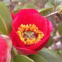 【画像】「庭の椿の花の中にアマガエルがはまっていた」とTwitterで話題