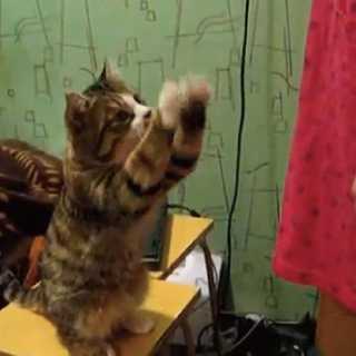 【動画】「なでなでして！」物凄く具体的にアピールする猫が可愛い！