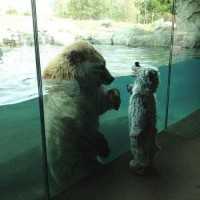 【画像】可愛すぎる･･･見つめ合う大きな白クマと小さな白クマ