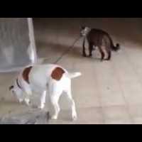【動画】犬を散歩させる猫