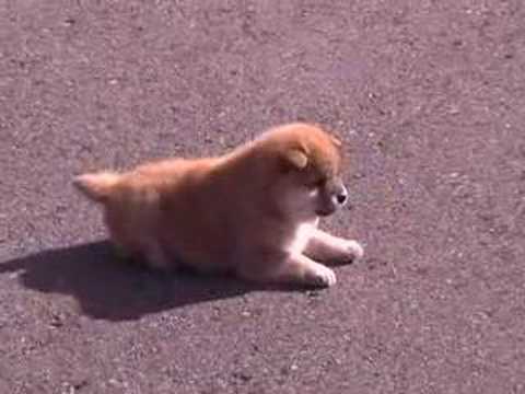 【動画】めちゃくちゃ可愛いコロッ･･･コロ！の柴犬の子犬