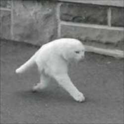【小ネタ】Googleストリートビューに写り込んだ二足歩行する猫