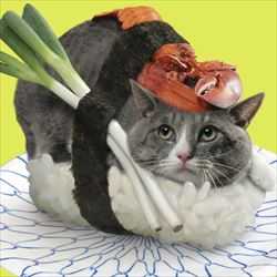 【密かにブーム！？】寿司と猫の奇跡の融合「ネコずし」とは
