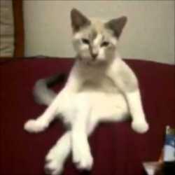 【動画】超セクシー！「なにジロジロ見てんのさ」と言いたげに足を組む猫