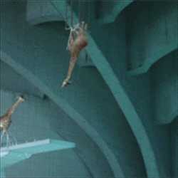 【動画】謎のクオリティｗｗｗ何故かキリンが次々と高飛び台からプールにダイブする動画が凄い