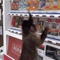 自動販売機にお金を入れてジュース買う猿「アキちゃん」が超可愛いｗｗｗ