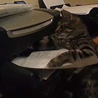 【動画】プリンターから出てくる紙を回収してくれる猫