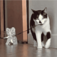 【小ネタ】猫の玩具を散歩させる猫が可愛くてたまらん！
