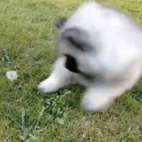 【動画】壮絶！！「たんぽぽ vs 犬」