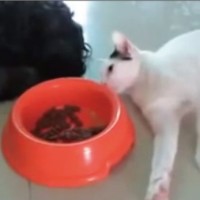 【動画】犬が寝ている隙にそぉ～～～とご飯を盗み食いする猫がカワイイ