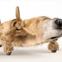 犬とプロペラ機が融合したアート「Dogfighters」