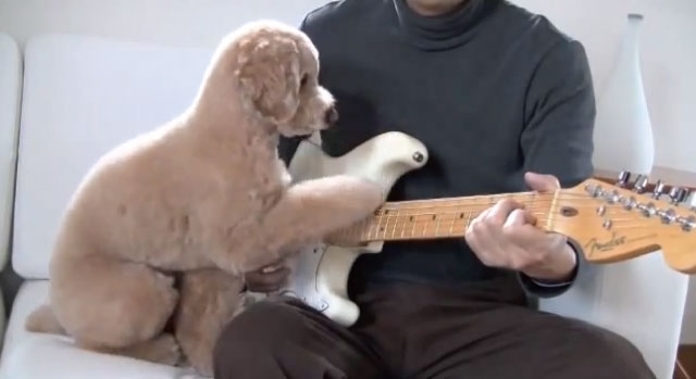 【動画】お父さんと一緒にギターを弾くのが大好きなトイプードルのモカ君が可愛いよ！