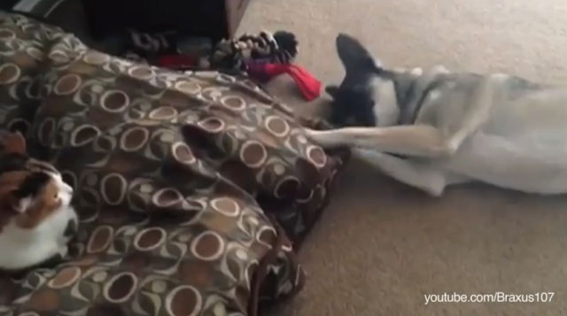 【動画】「猫にベッドを横取りされた犬の動画集」がめっちゃ可愛いｗｗｗ