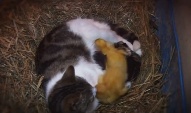 【動画】母性って凄い！子猫とアヒルの赤ちゃんを一緒に育てる母猫
