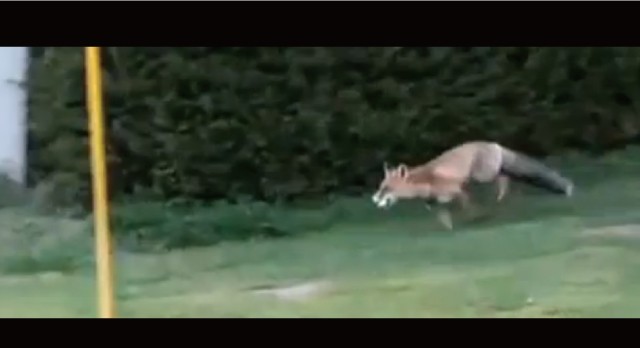 【動画】狐につままれるとはこのことーナイスショット！と思ったらキツネがボールを強奪